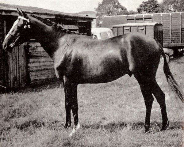 Deckhengst Rosslyn Woodsprite (British Riding Pony, 1964, von Bishops Morning Magic xx)