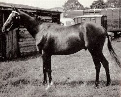 stallion Rosslyn Woodsprite (British Riding Pony, 1964, from Bishops Morning Magic xx)