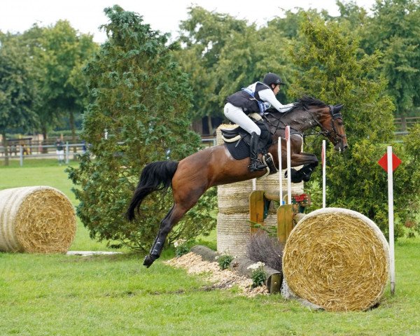 broodmare Olimond's Quibelle (Oldenburg show jumper, 2016, from Verdi)