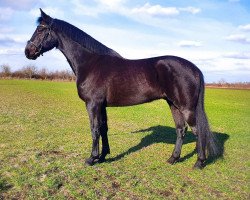 dressage horse Bogár (Hungarian Warmblood, 2015)