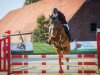 dressage horse Wild Thing 13 (Hanoverian, 2005, from Wolkenstein II)