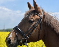 broodmare Carafina 3 (Holsteiner, 2018, from Cascadello)