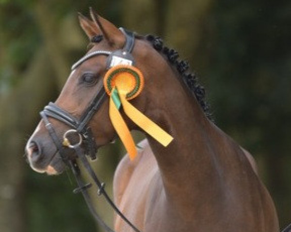 dressage horse RM Ros-A-Lee (German Riding Pony, 2020, from D-Gold AT NRW)