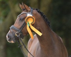 Zuchtstute RM Ros-A-Lee (Deutsches Reitpony, 2020, von D-Gold AT NRW)