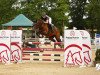 jumper Frisbee Jh (Austrian Warmblood, 2016, from Cullinan du Borget B)