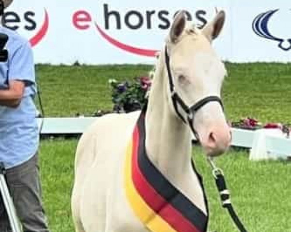 Dressurpferd Glücksgefühl MS (Deutsches Reitpony, 2023, von Gold Garant)