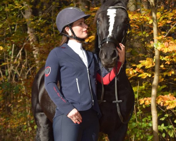 Dressurpferd Bruni 3 (Welsh-Cob (Sek. D), 2010, von Cockmoor Brenin Ebrill)