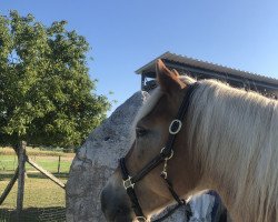 dressage horse Ovina (Haflinger, 2014)