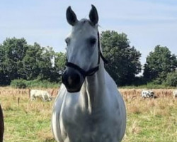 dressage horse Brioni 14 (Hannoveraner, 2008, from Belissimo NRW)