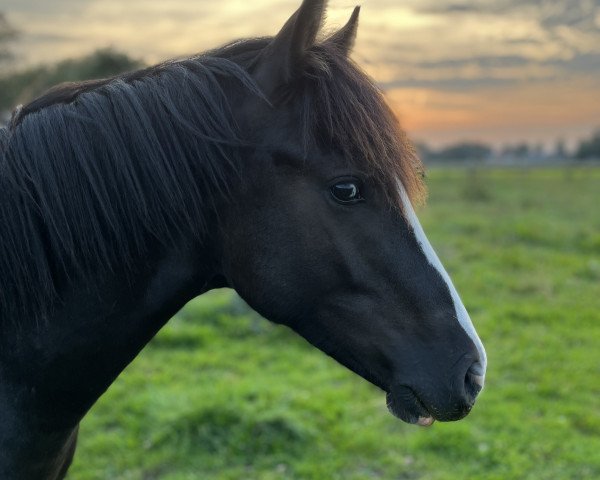 dressage horse KDMP Guinness (German Riding Pony, 2022, from Gold Gelb)