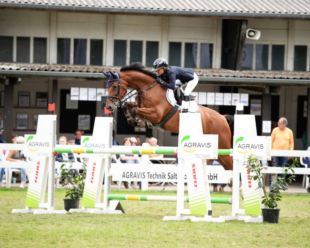 jumper Quibelow (Oldenburg show jumper, 2010, from Quirin)