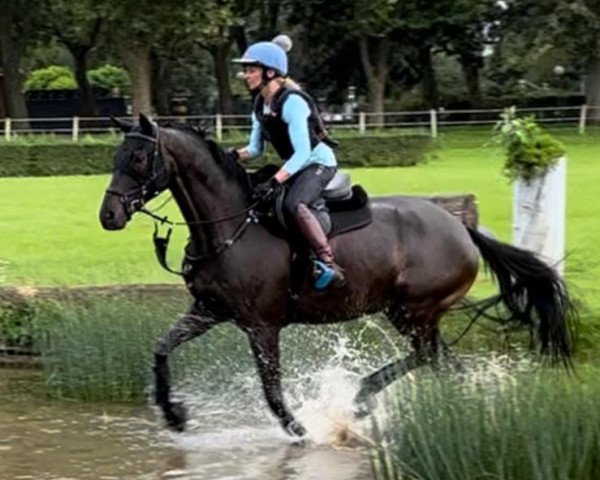 dressage horse Kisango (Trakehner, 2014, from Tarison)