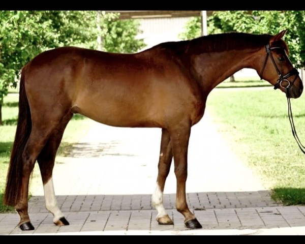 dressage horse Sundancer 48 (Hanoverian, 2019, from Springbank II VH)