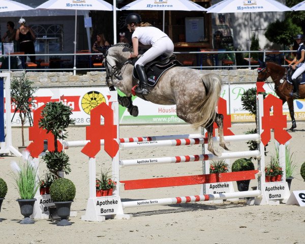 jumper La Karla (KWPN (Royal Dutch Sporthorse), 2016, from Sir Obolensky Z)