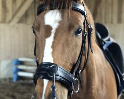 dressage horse Olympic 15 (Bavarian, 2011, from Belissimo NRW)