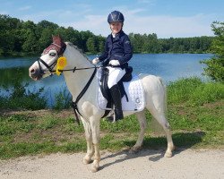 dressage horse Jumper 107 (Pony without race description, 2009)