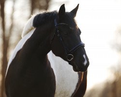 Pferd Mika (Schweres Warmblut, 2019)