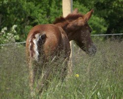 dressage horse Schagall DR (Oldenburg, 2016, from Sweet Hero)