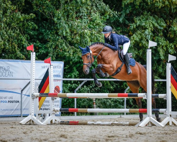 jumper Iluschka (German Sport Horse, 2015, from Ituango xx)