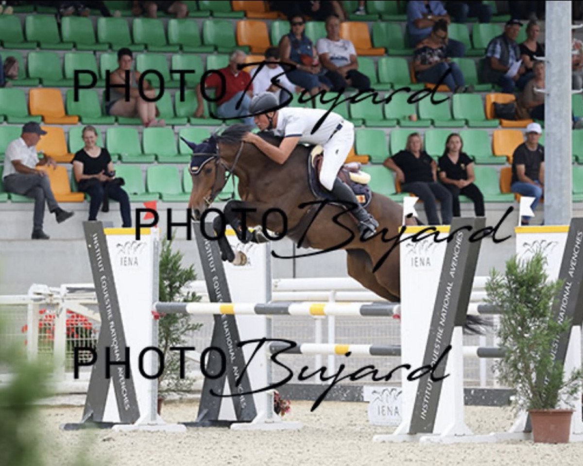 broodmare DD Casablanca (Holsteiner, 2018, from Le Blue Diamond v't Ruytershof)
