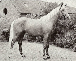 Pferd Meretown Peppercorn (Palomino, 1968, von Foxhill Sunny Boy)