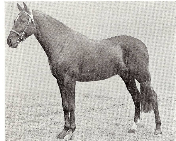 horse Lemington Prudent Knight (British Riding Pony, 1968, from Rosevean Sirocco)