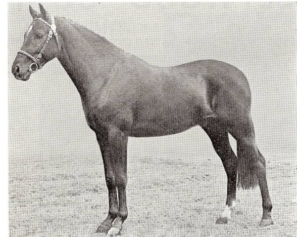 Pferd Lemington Prudent Knight (British Riding Pony, 1968, von Rosevean Sirocco)