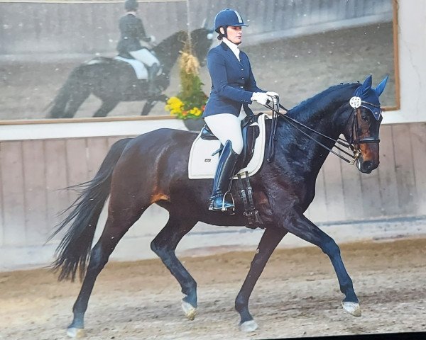 dressage horse Debby Johns (Hanoverian, 2010, from Dancier)