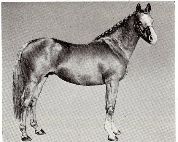 horse Nova Golden Mandarin (British Riding Pony, 1961, from Golden Cross xx)