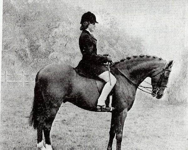 stallion Cilgwyn Valoir (Welsh Partbred, 1962, from Bwlch Valentino)
