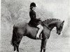 stallion Cilgwyn Valoir (Welsh Partbred, 1962, from Bwlch Valentino)