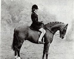 Deckhengst Cilgwyn Valoir (Welsh Partbred, 1962, von Bwlch Valentino)