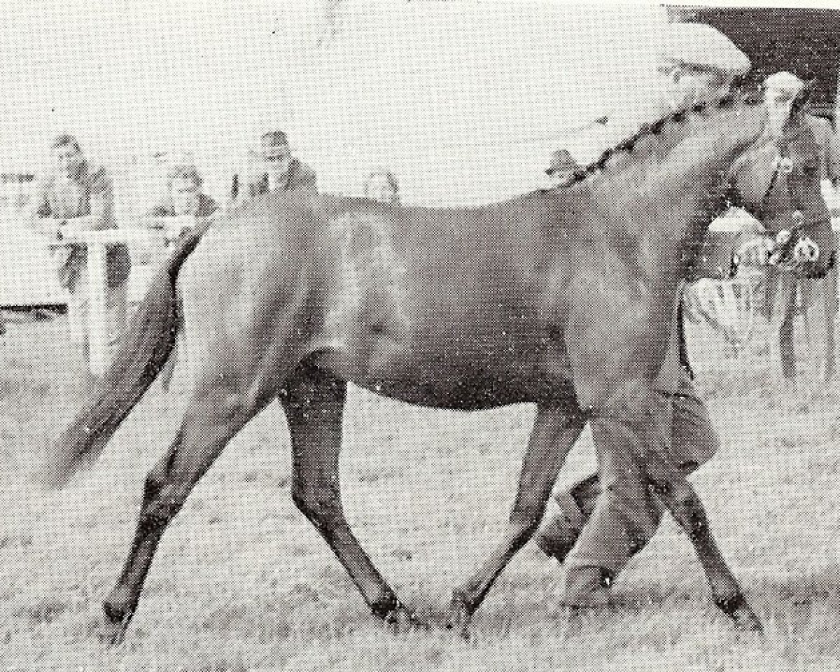 Pferd Coed Coch Dragon (Welsh Partbred, 1966, von Bwlch Zephyr)