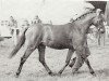 Pferd Coed Coch Dragon (Welsh Partbred, 1966, von Bwlch Zephyr)