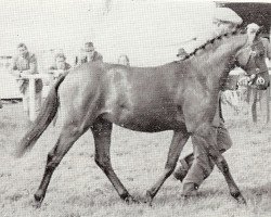 Pferd Coed Coch Dragon (Welsh Partbred, 1966, von Bwlch Zephyr)