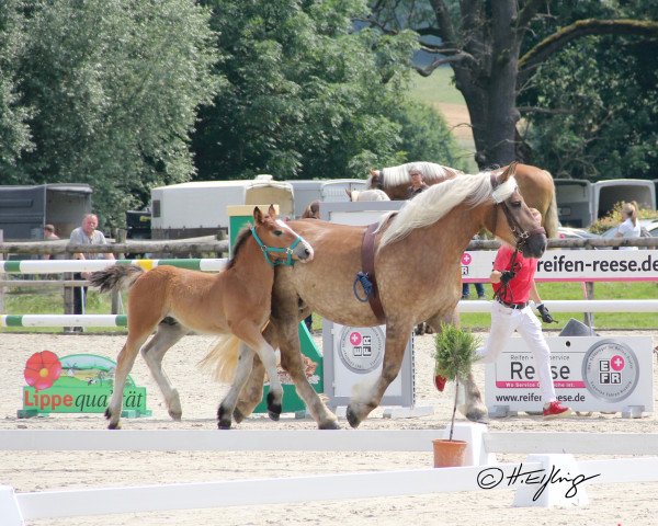 horse Hengst von Franco / Hennessy (Rhenish-German Cold-Blood, 2021, from Franco)
