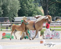 horse Hengst von Franco / Hennessy (Rhenish-German Cold-Blood, 2021, from Franco)