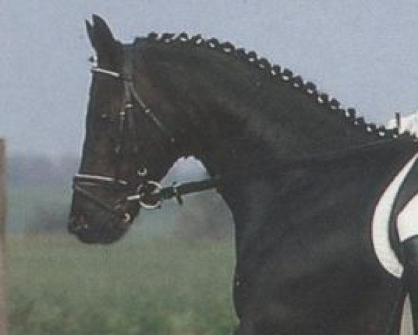 stallion Mormone xx (Thoroughbred, 1976, from Madruzzo xx)