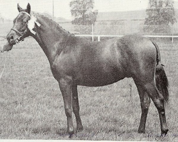 horse Vean Zenith (British Riding Pony, 1966, from Bwlch Zephyr)