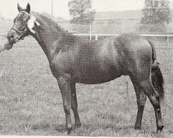 Pferd Vean Zenith (British Riding Pony, 1966, von Bwlch Zephyr)