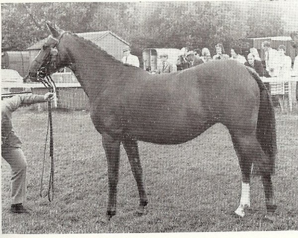 Zuchtstute Rosevean Ripple (British Riding Pony,  )