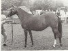 broodmare Rosevean Ripple (British Riding Pony,  )