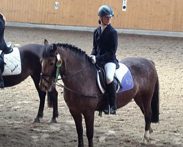 dressage horse Thor's Donna (German Riding Pony, 1997, from Thor Baffle)