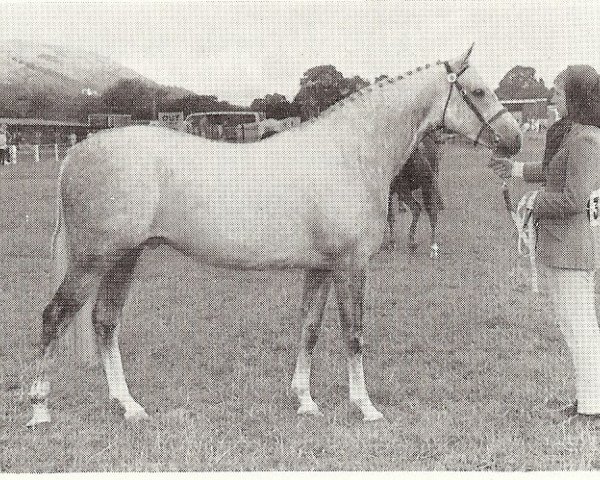 stallion Bwlch Zip (British Riding Pony, 1962, from Bwlch Valentino)