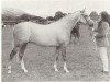 stallion Bwlch Zip (British Riding Pony, 1962, from Bwlch Valentino)