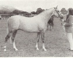 Deckhengst Bwlch Zip (British Riding Pony, 1962, von Bwlch Valentino)