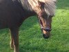 Dressurpferd Candyman (Tinker / Irish Cob / Gypsy Vanner, 1992)