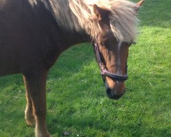 dressage horse Candyman (Tinker / Irish Cob / Gypsy Vanner, 1992)