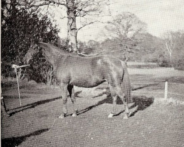 broodmare Turnberry Lucky Gold (British Riding Pony,  , from Trencher xx)