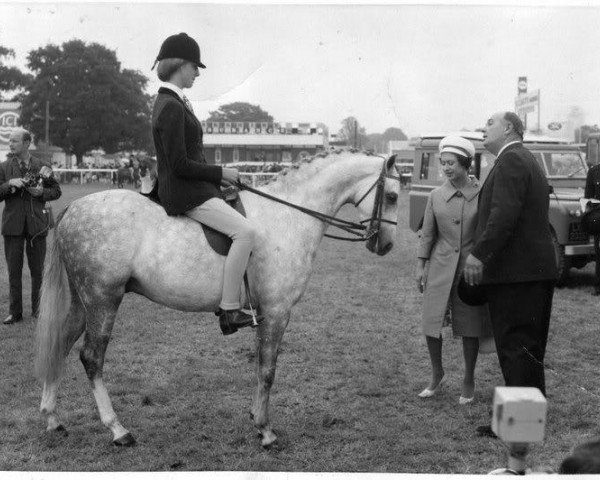 Pferd Eureka (British Riding Pony, 1943, von Naseel ox)